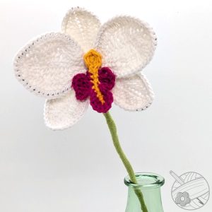 Orchidée blanche