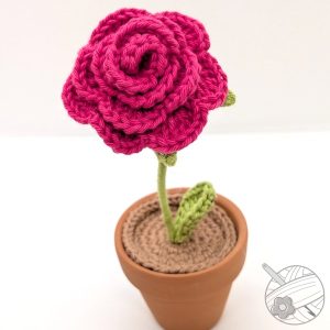 Rose éternelle fuchsia
